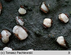 Achroomyces disciformis (płaskolepek poduszeczkowaty)