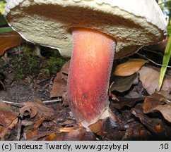 Caloboletus calopus (gorzkoborowik żółtopory)