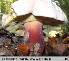 Caloboletus calopus (gorzkoborowik żółtopory)