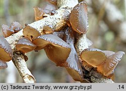 Exidia recisa (kisielnica wierzbowa)