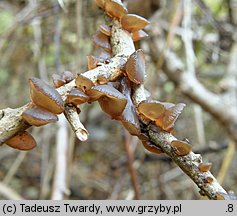 Exidia recisa (kisielnica wierzbowa)