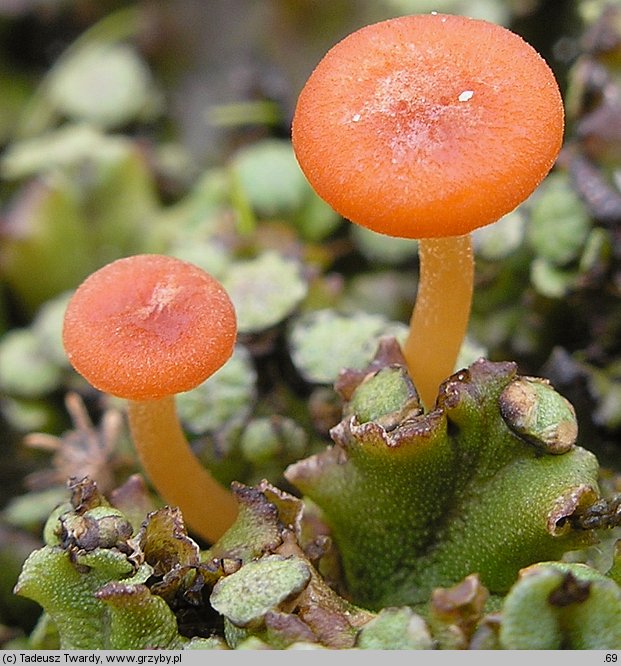 Loreleia marchantiae (pępóweczka wątrobowcowa)