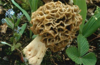 Morchella esculenta (smardz jadalny)