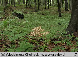 Polyporus umbellatus (żagiew wielogłowa)