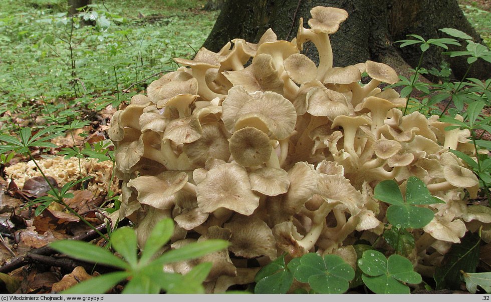 Polyporus umbellatus (żagiew wielogłowa)