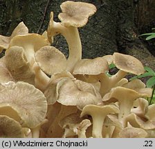 Polyporus umbellatus (żagiew wielogłowa)