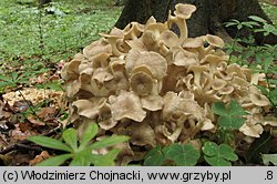 Polyporus umbellatus (żagiew wielogłowa)