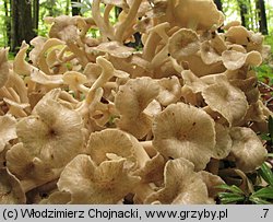 Polyporus umbellatus (żagiew wielogłowa)