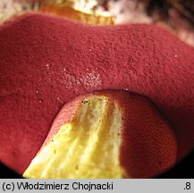 Rubroboletus rhodoxanthus (krwistoborowik purpurowy)