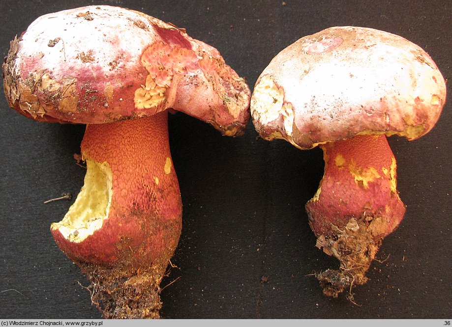 Rubroboletus rhodoxanthus (krwistoborowik purpurowy)