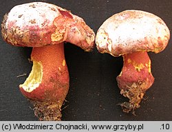 Rubroboletus rhodoxanthus (krwistoborowik purpurowy)