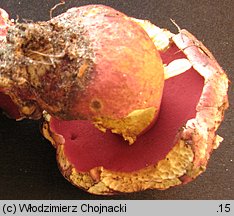 Rubroboletus rhodoxanthus (krwistoborowik purpurowy)