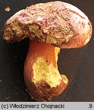 Rubroboletus rhodoxanthus (krwistoborowik purpurowy)