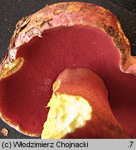 Rubroboletus rhodoxanthus (krwistoborowik purpurowy)