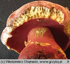 Rubroboletus rhodoxanthus (krwistoborowik purpurowy)