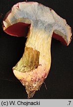 Rubroboletus rhodoxanthus (krwistoborowik purpurowy)