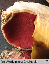 Rubroboletus rhodoxanthus (krwistoborowik purpurowy)