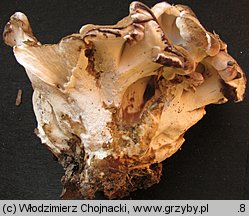 Laeticutis cristata (naziemek zielonawy)