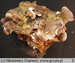 Laeticutis cristata (naziemek zielonawy)