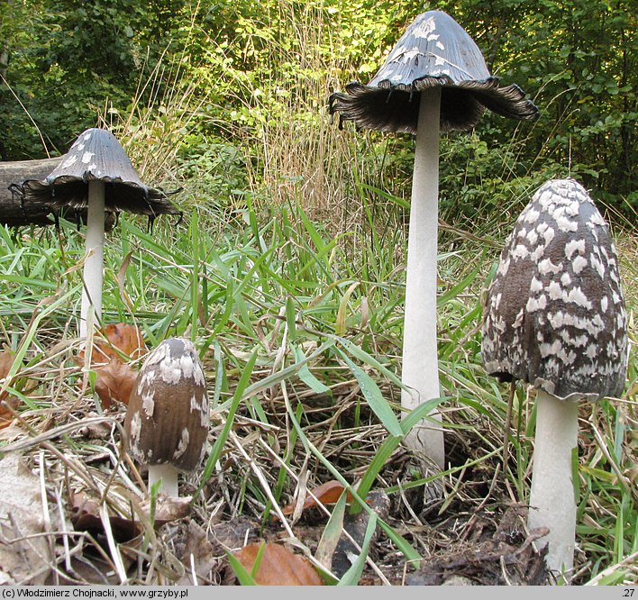 Coprinopsis picacea (czernidłak pstry)