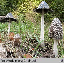 Coprinopsis picacea (czernidłak pstry)