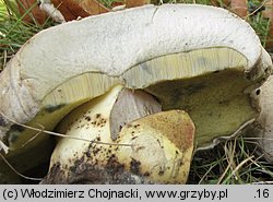 Caloboletus radicans (gorzkoborowik korzeniasty)