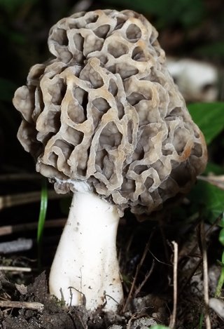 Morchella esculenta (smardz jadalny)