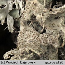 Anaptychia ciliaris (obrostnica rzęsowata)