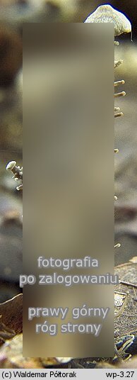 Collybia racemosa (pieniążek rozgałęzionotrzonowy)