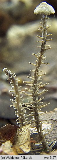 Dendrocollybia racemosa (pieniążek rozgałęzionotrzonowy)