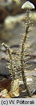 Dendrocollybia racemosa (pieniążek rozgałęzionotrzonowy)