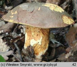 Butyriboletus appendiculatus (masłoborowik żółtobrązowy)