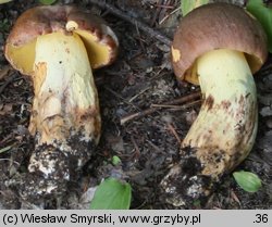 Butyriboletus appendiculatus (masłoborowik żółtobrązowy)