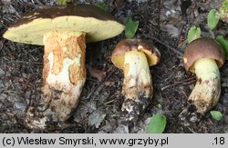 Butyriboletus appendiculatus (masłoborowik żółtobrązowy)