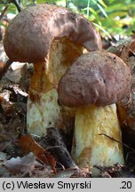 Butyriboletus appendiculatus (masłoborowik żółtobrązowy)