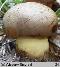 Butyriboletus appendiculatus (masłoborowik żółtobrązowy)