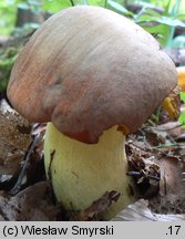 Butyriboletus appendiculatus (masłoborowik żółtobrązowy)