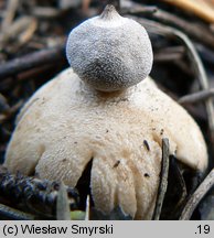 Geastrum minimum (gwiazdosz najmniejszy)