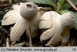 Geastrum minimum (gwiazdosz najmniejszy)