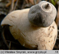 Geastrum minimum (gwiazdosz najmniejszy)