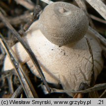 Geastrum minimum (gwiazdosz najmniejszy)