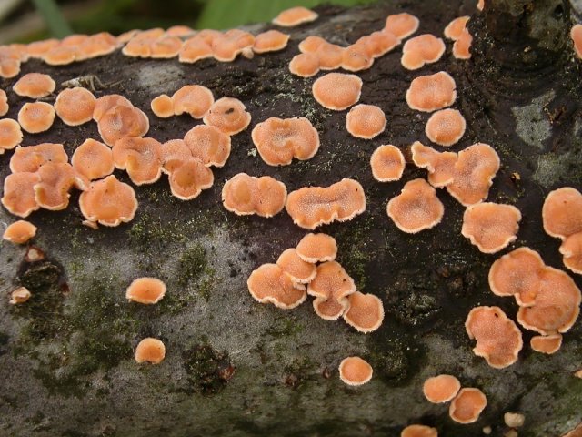 Aleurodiscus amorphus (tarczówka bezkształtna)