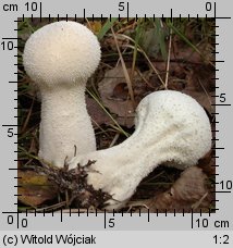 Lycoperdon excipuliforme (czasznica workowata)