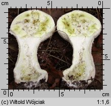 Lycoperdon excipuliforme (czasznica workowata)