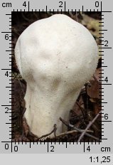 Lycoperdon excipuliforme (czasznica workowata)