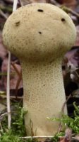 Lycoperdon excipuliforme (czasznica workowata)