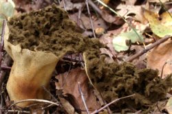 Lycoperdon excipuliforme (czasznica workowata)