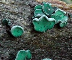 Chlorociboria aeruginascens (chlorówka drobna)