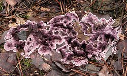 Chondrostereum purpureum (chrząstkoskórnik purpurowy)