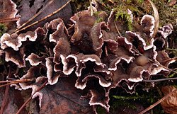 Chondrostereum purpureum (chrząstkoskórnik purpurowy)